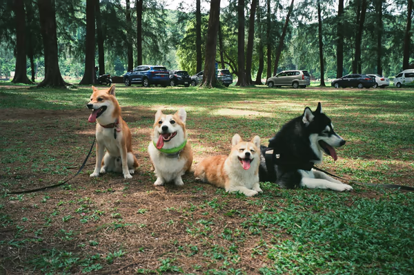 Dog Park at Palmetto Islands County Park photo 1